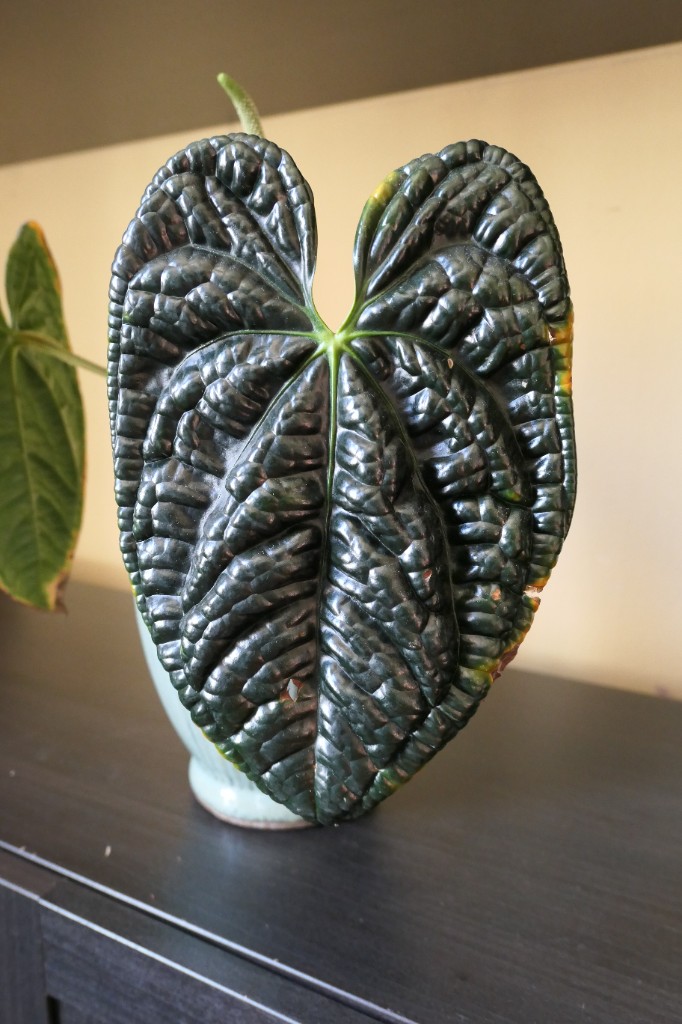 Anthurium luxurians — community sample photo 1