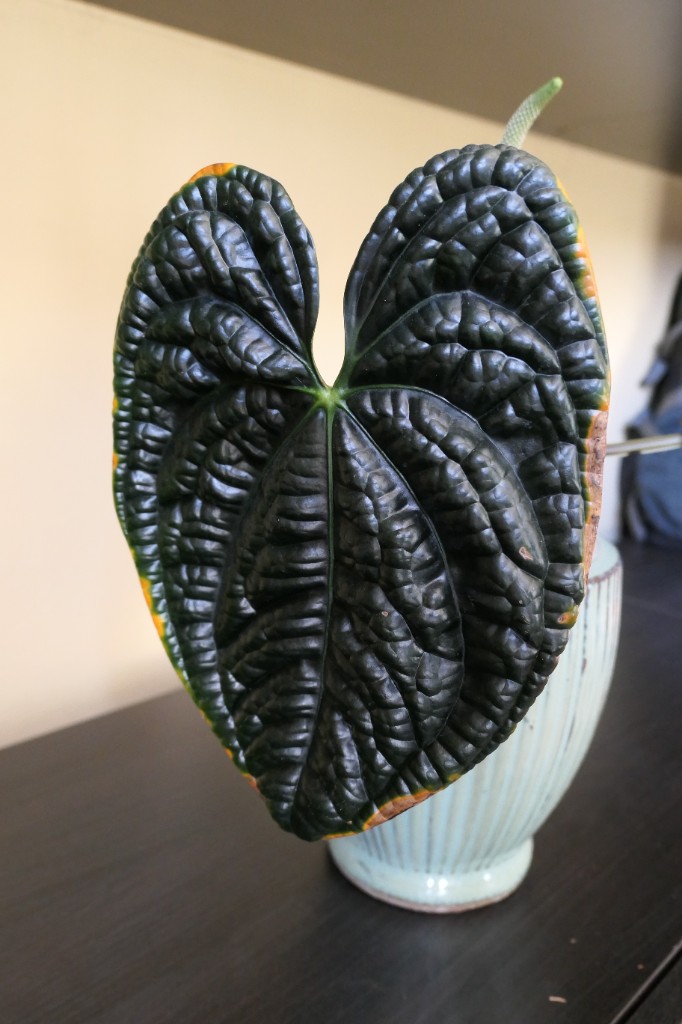 Anthurium luxurians — community sample photo 2