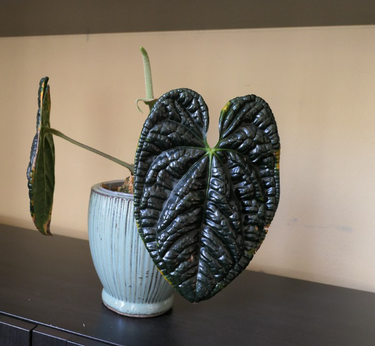 Anthurium luxurians — community sample photo 3