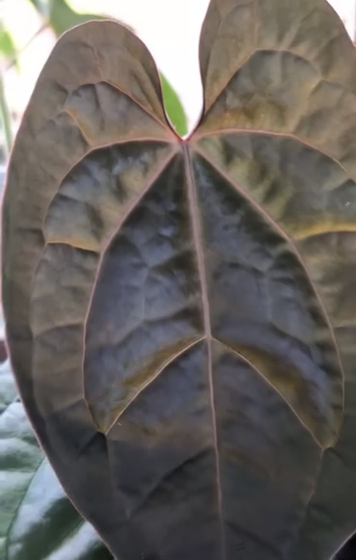 Luxurians × Besseae aff. — The Leaf Gallery photo 2