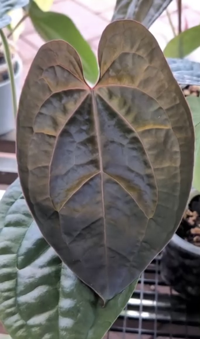 Luxurians × Besseae aff. — The Leaf Gallery photo 3