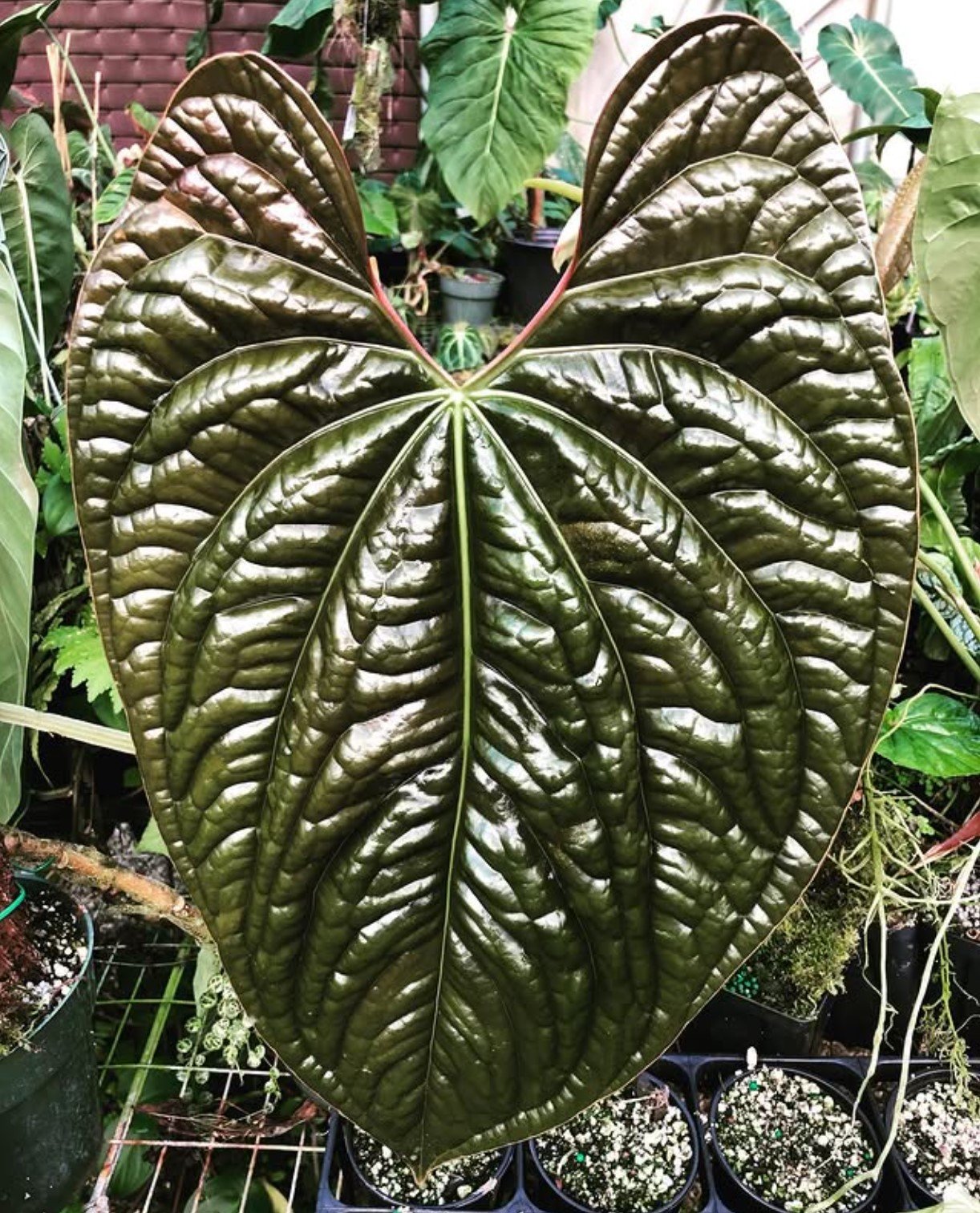 Anthurium luxurians — NSE Tropicals photo 1