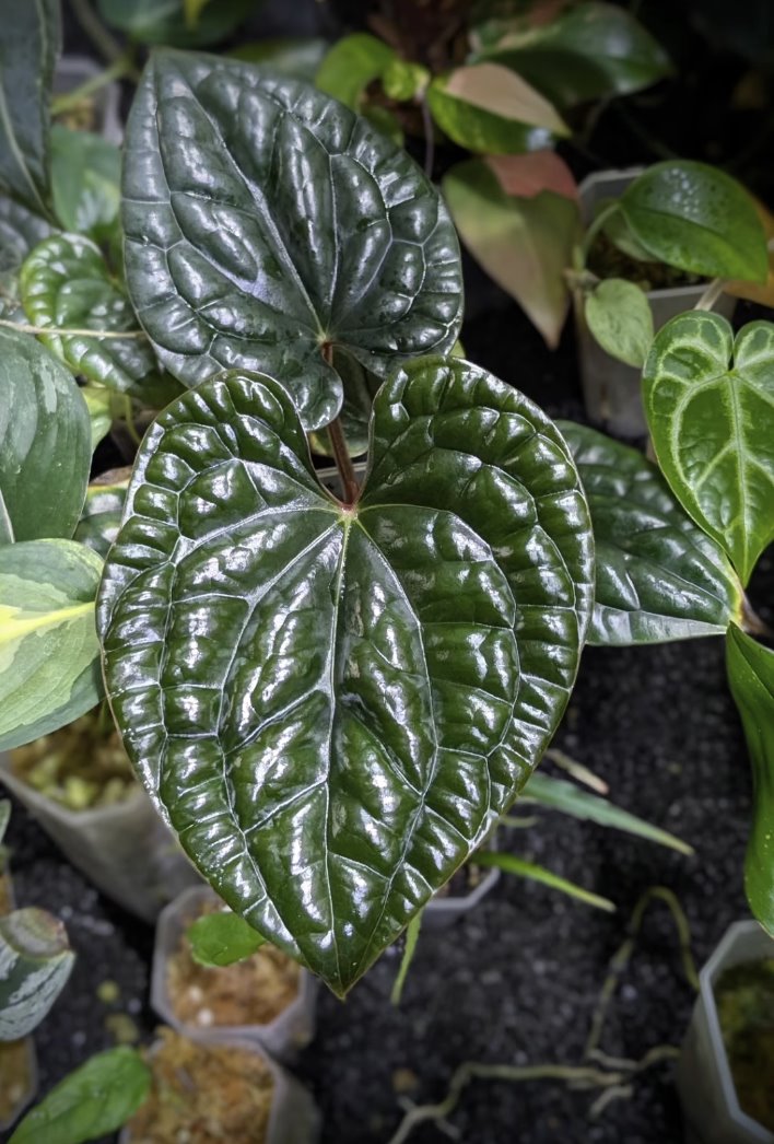 Anthurium luxurians — The Leaf Gallery photo 1