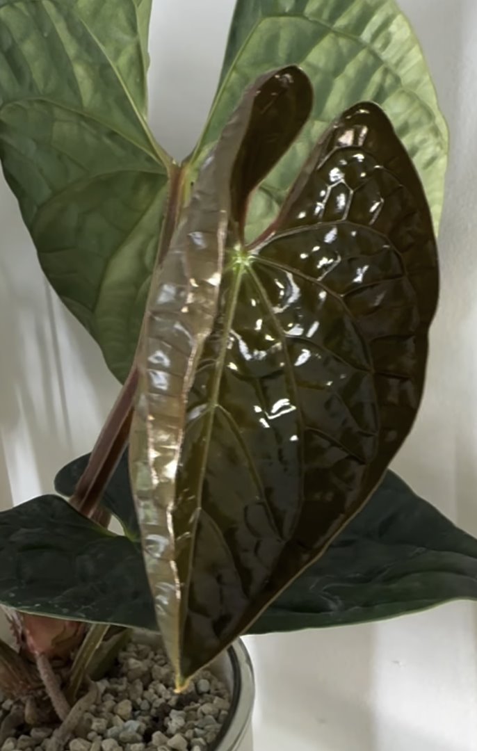 Anthurium luxurians — The Leaf Gallery photo 2