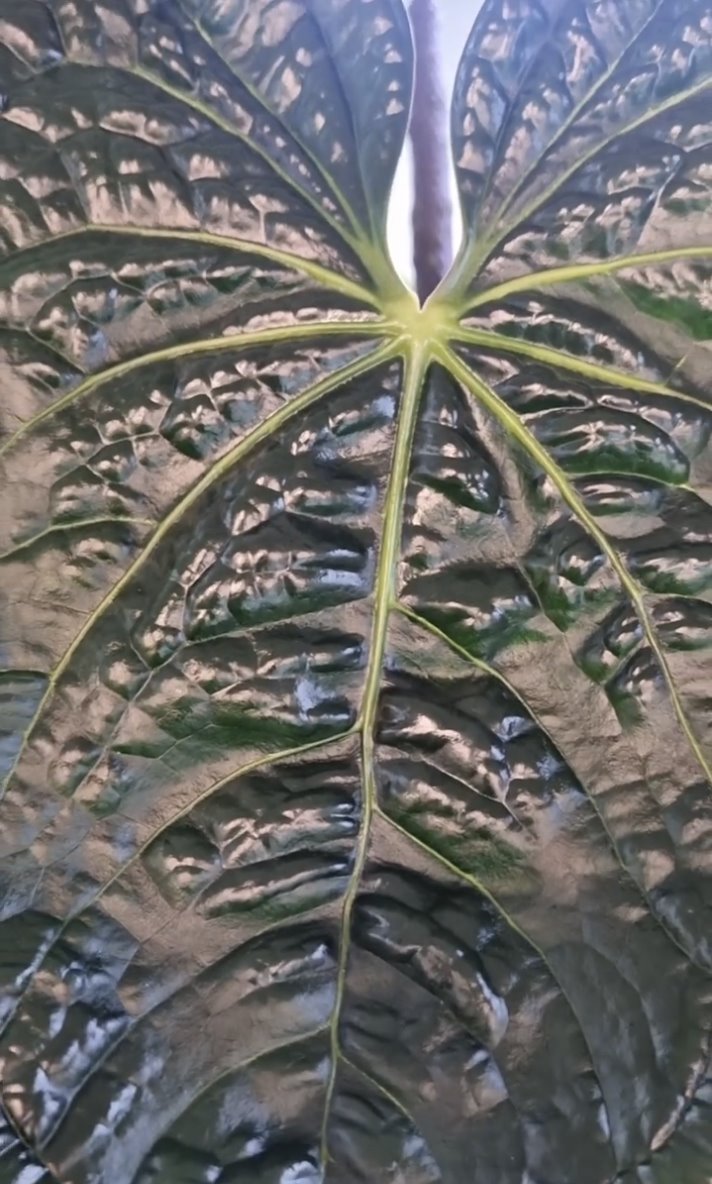 Anthurium luxurians — The Leaf Gallery photo 3