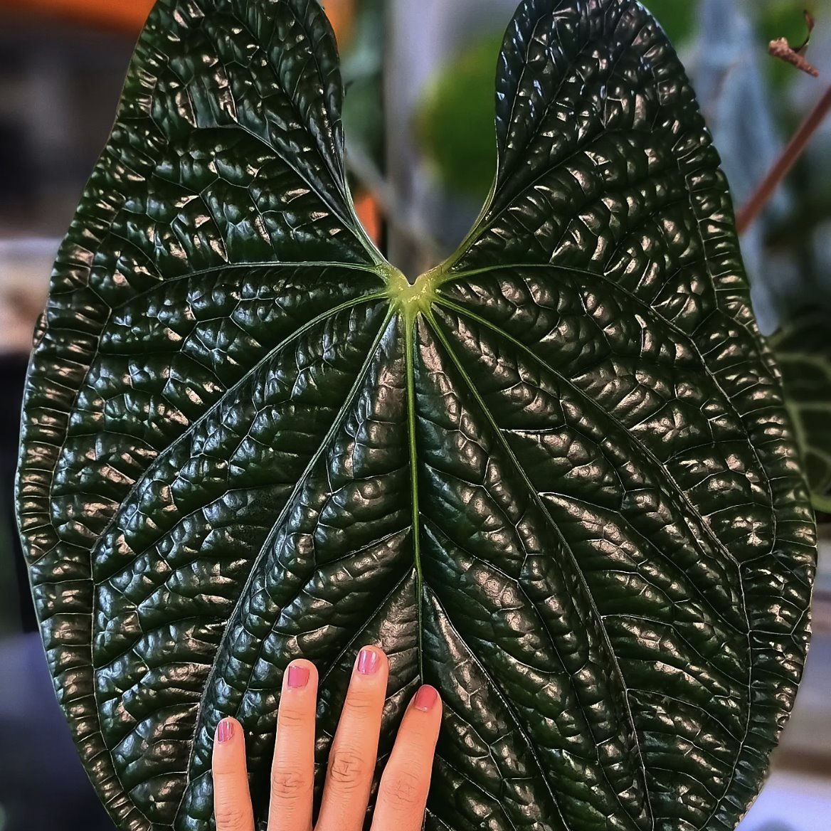 Anthurium luxurians — The Leaf Gallery photo 4