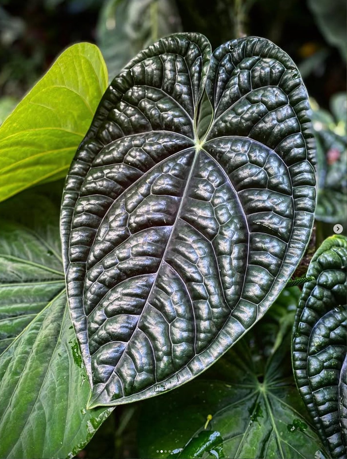 Anthurium luxurians — Understory Oasis photo 1