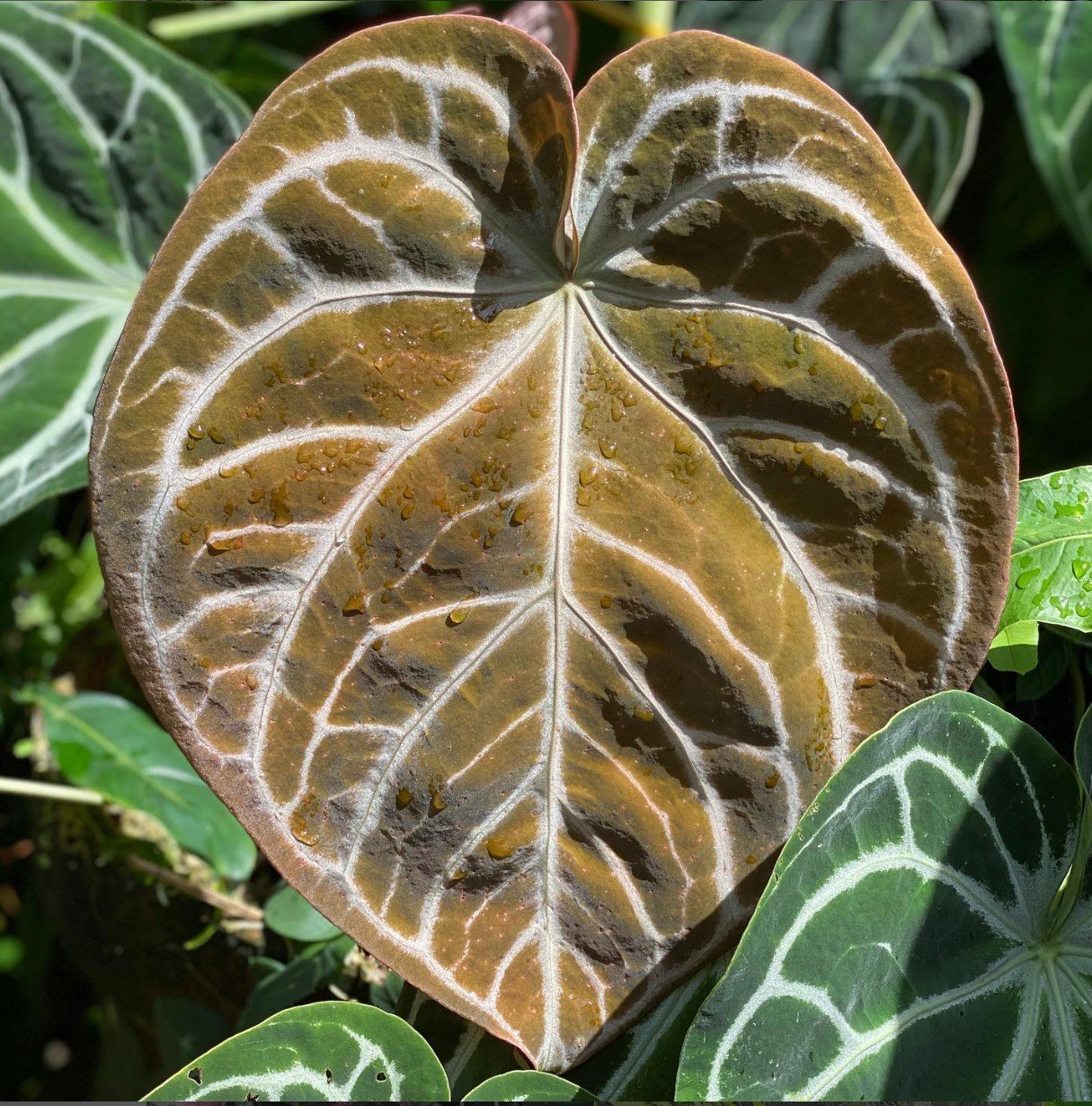Magnificum × Crystallinum — NSE Tropicals photo 1