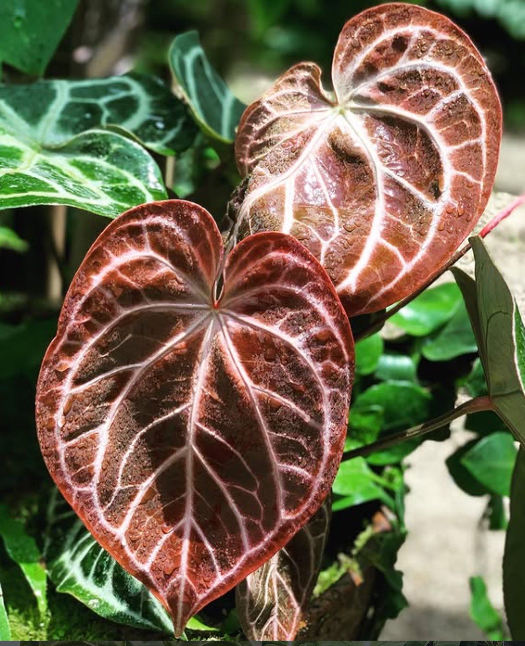 Magnificum × Crystallinum — NSE Tropicals photo 2