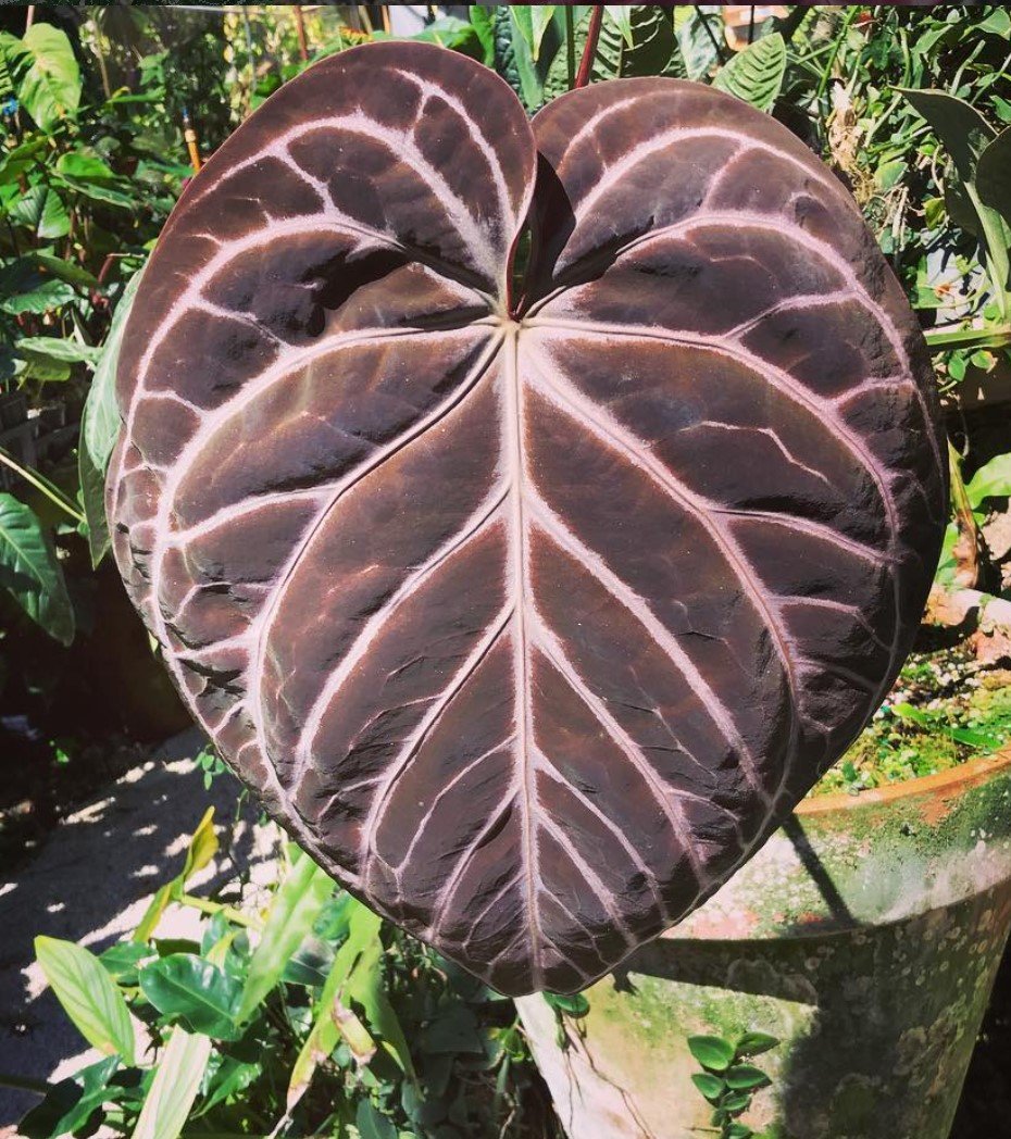 Magnificum × Crystallinum — NSE Tropicals photo 3