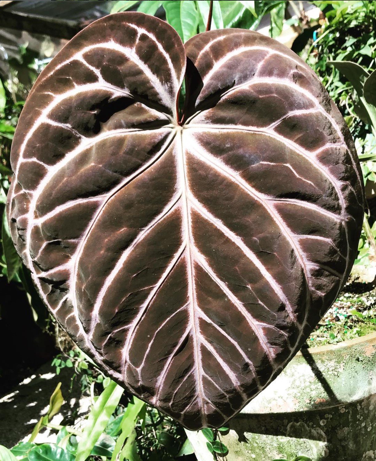 Magnificum × Crystallinum — NSE Tropicals photo 4