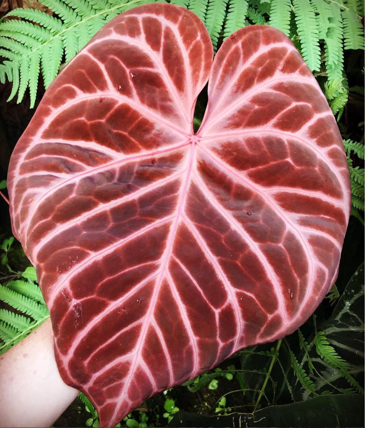 Magnificum × Crystallinum — NSE Tropicals photo 6