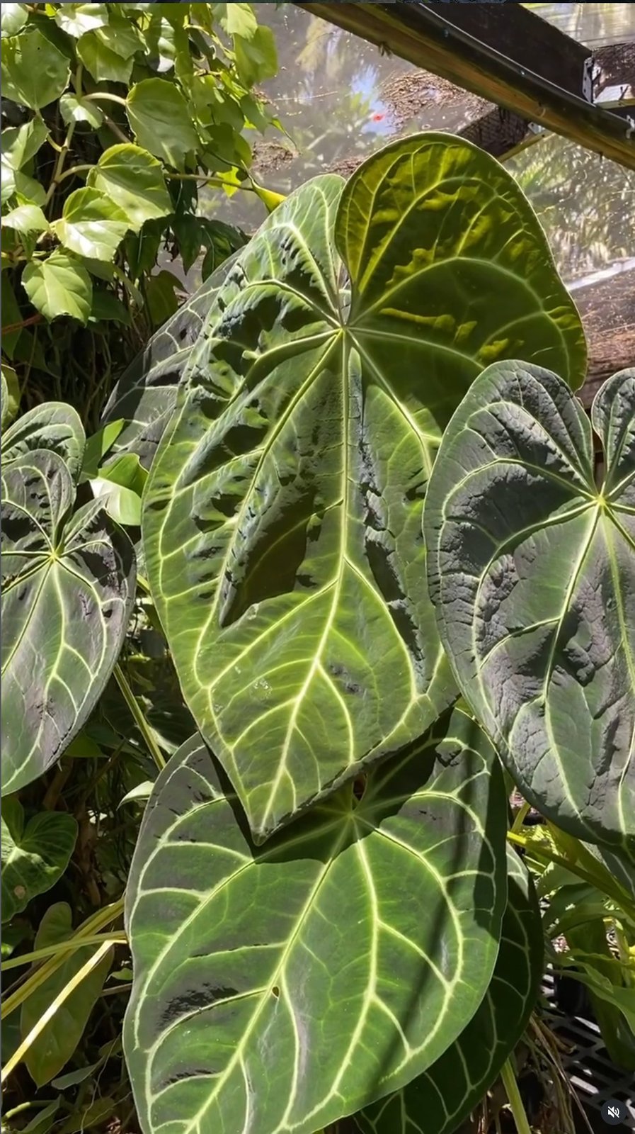 Anthurium magnificum — NSE Tropicals photo 1