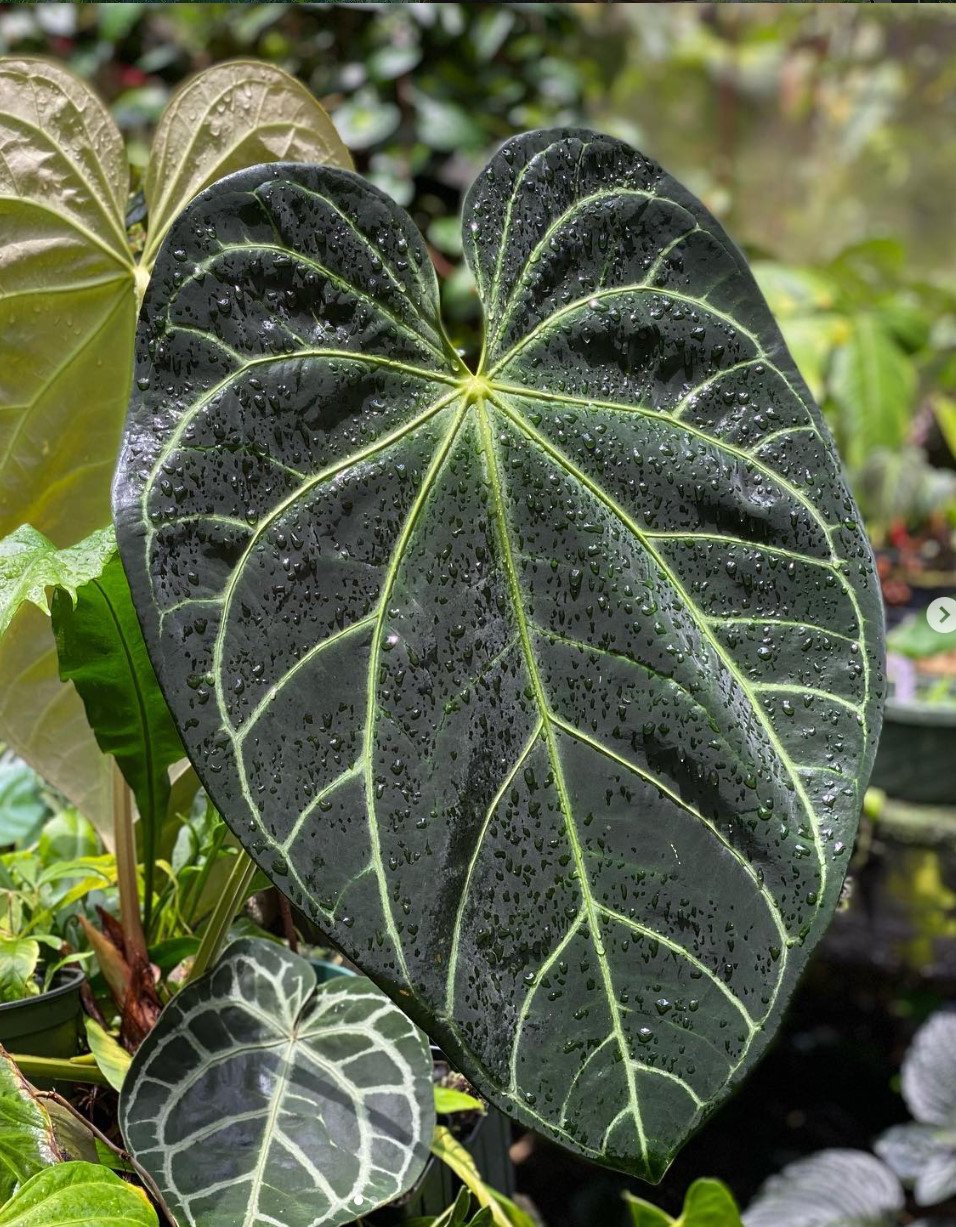 Anthurium magnificum — NSE Tropicals photo 2