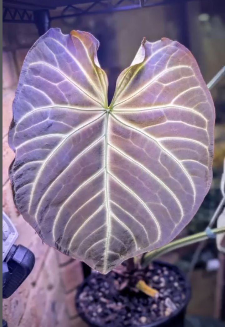 Anthurium magnificum — The Leaf Gallery photo 1