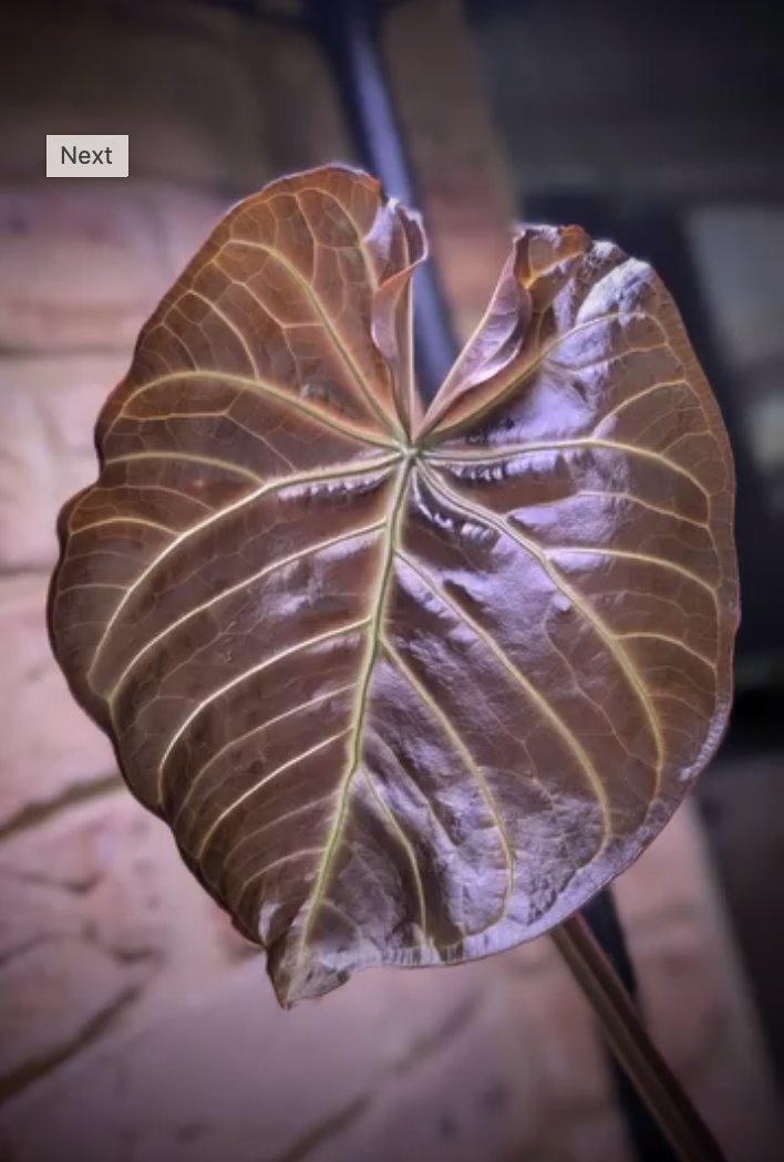 Anthurium magnificum — The Leaf Gallery photo 2