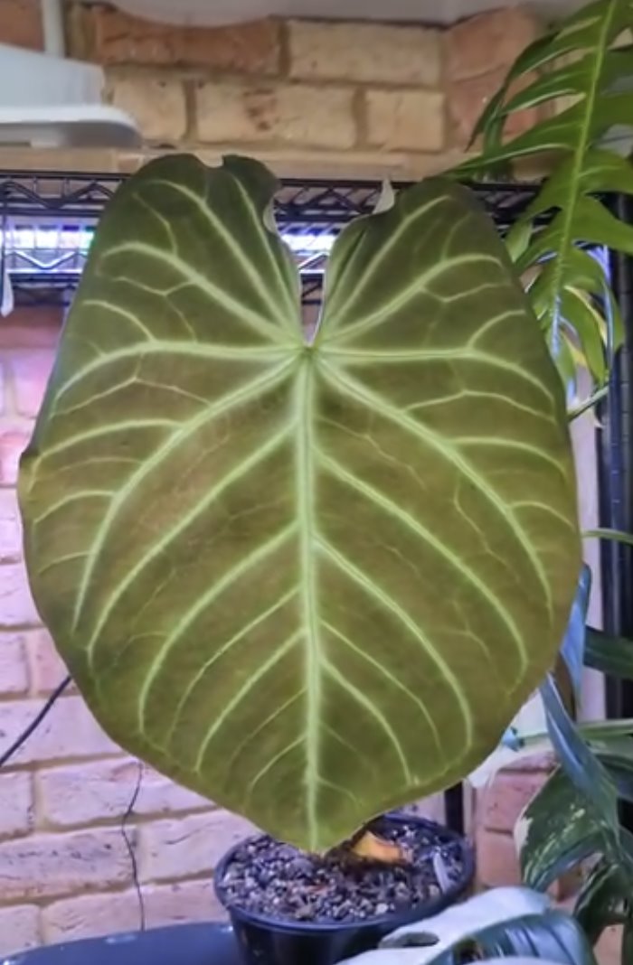 Anthurium magnificum — The Leaf Gallery photo 3
