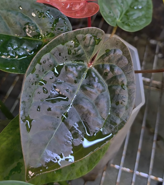 Michelle × Luxurians — The Leaf Gallery photo 1