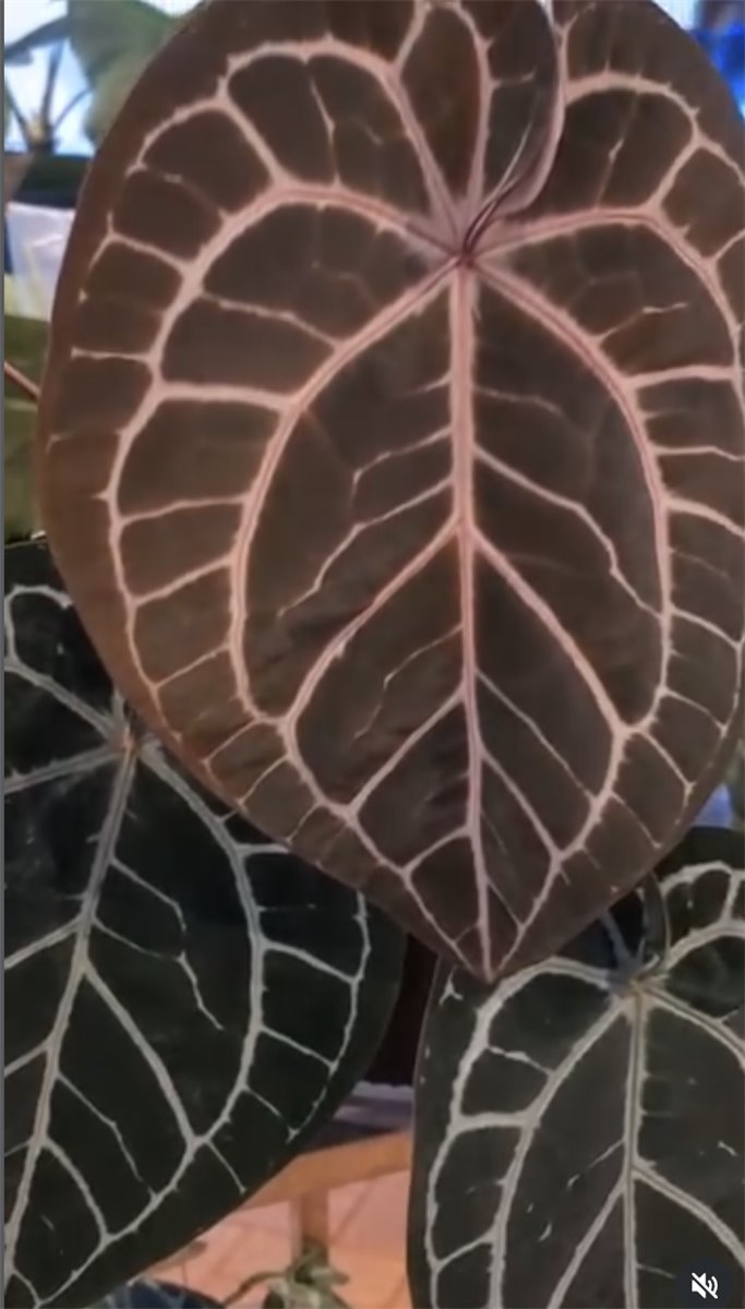 Michelle — The Leaf Gallery photo 1