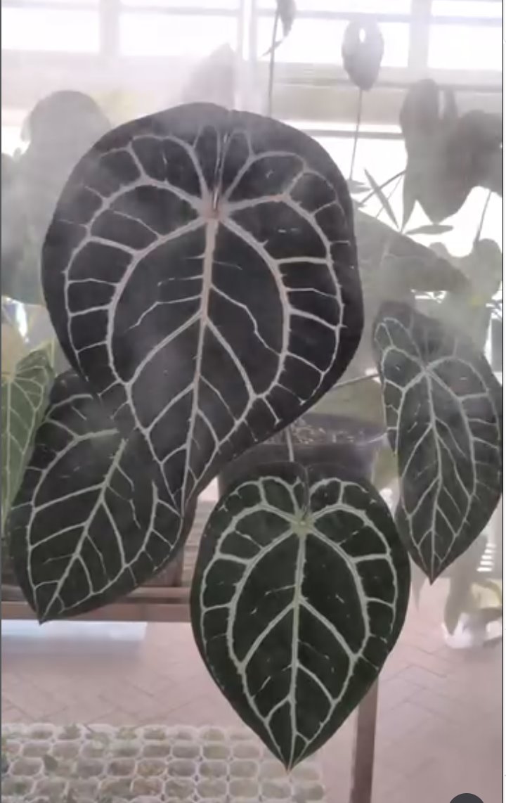 Michelle — The Leaf Gallery photo 2