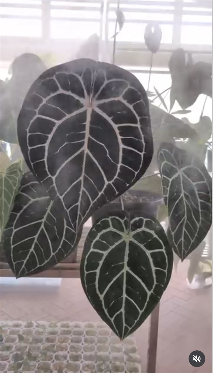 Michelle — The Leaf Gallery photo 4