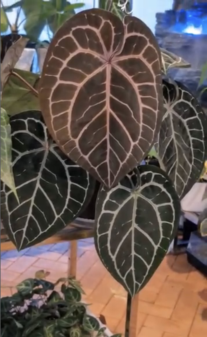 Michelle — The Leaf Gallery photo 5