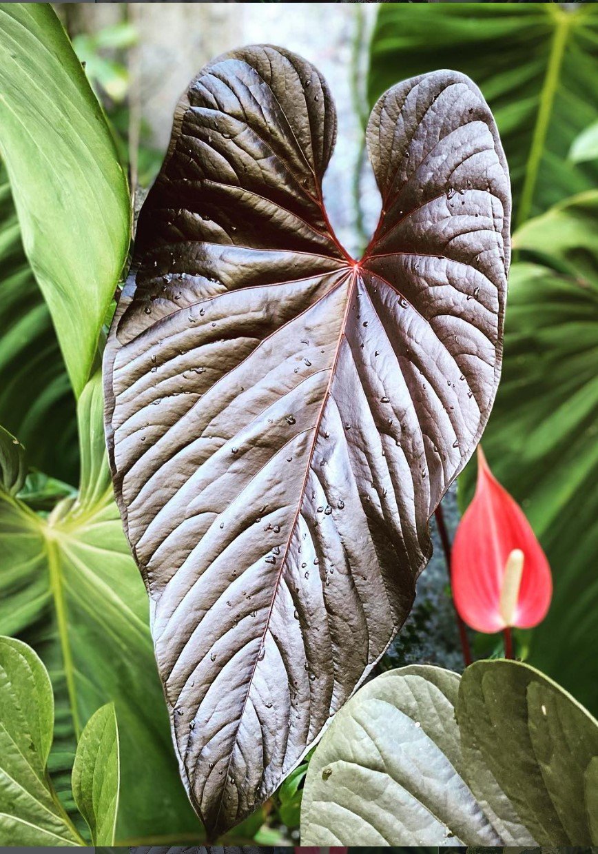 Anthurium moodianum — NSE Tropicals photo 1