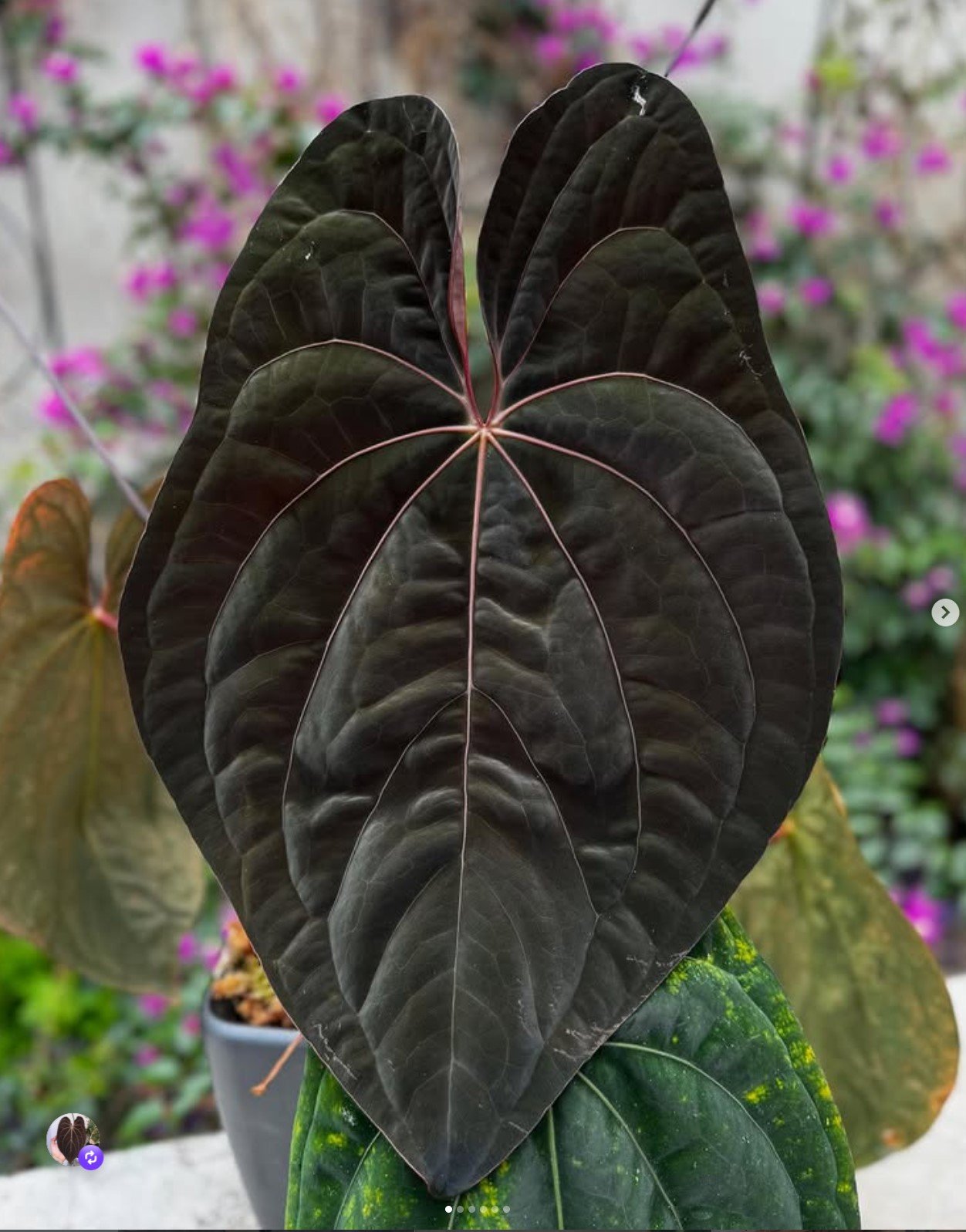 Night Dragon — Granthuriums photo 2