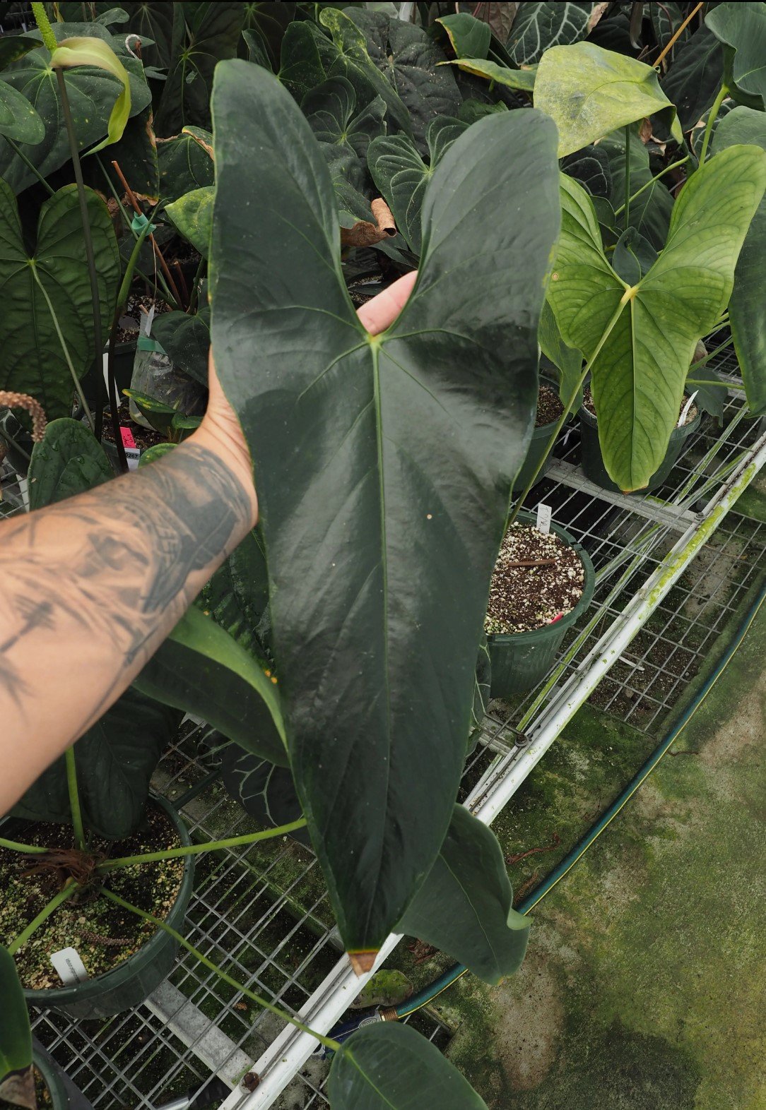 Nigrolaminum 'Gigi' — WuHoo Tropicals photo 1