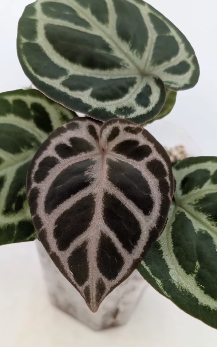 NSE Red Crystallinum × Dorayaki — The Leaf Gallery photo 1