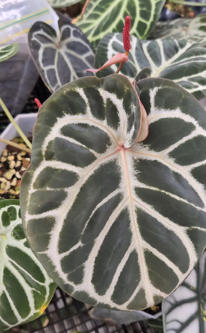 NSE Red Crystallinum × Dorayaki — The Leaf Gallery photo 2
