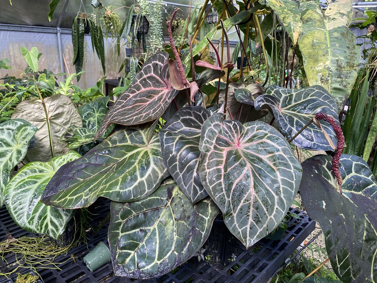 NSE Red Crystal — NSE Tropicals photo 1