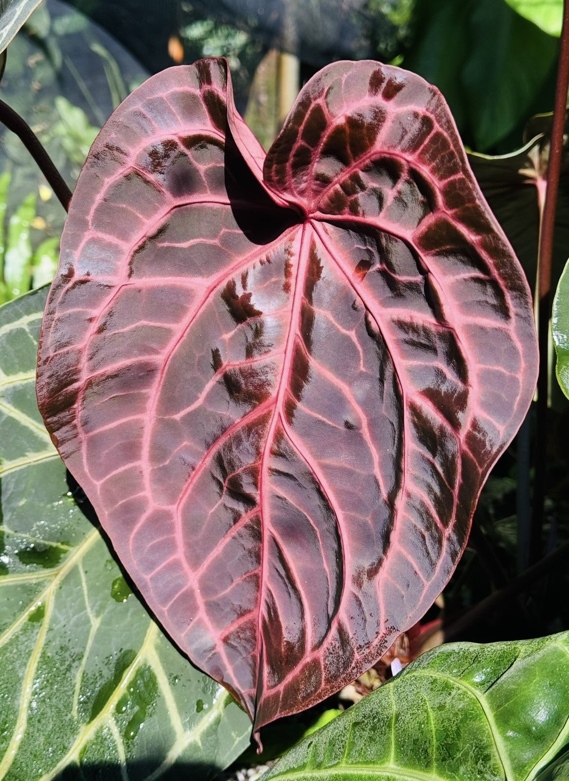 NSE Red Crystal — NSE Tropicals photo 2