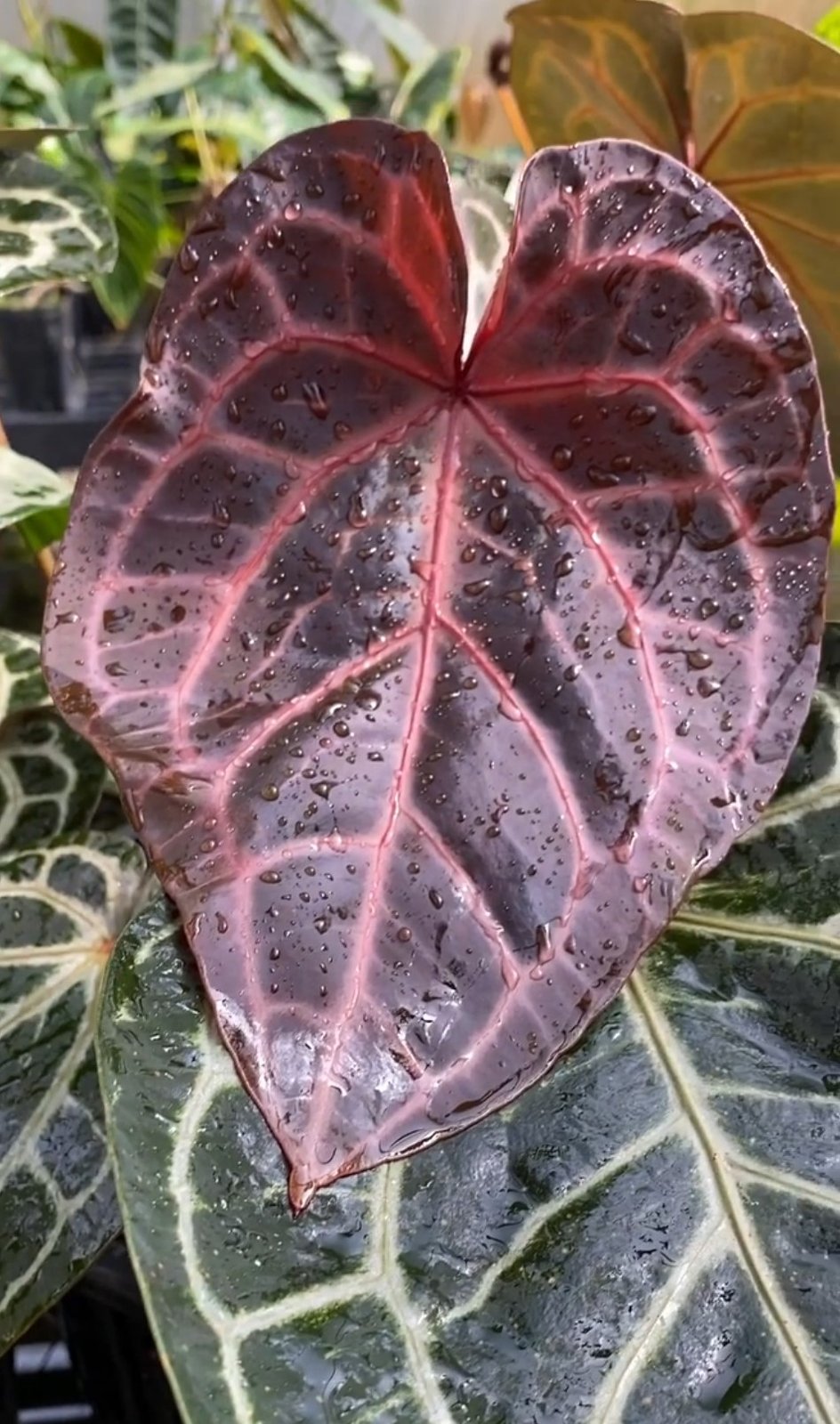 NSE Red Crystal — NSE Tropicals photo 3