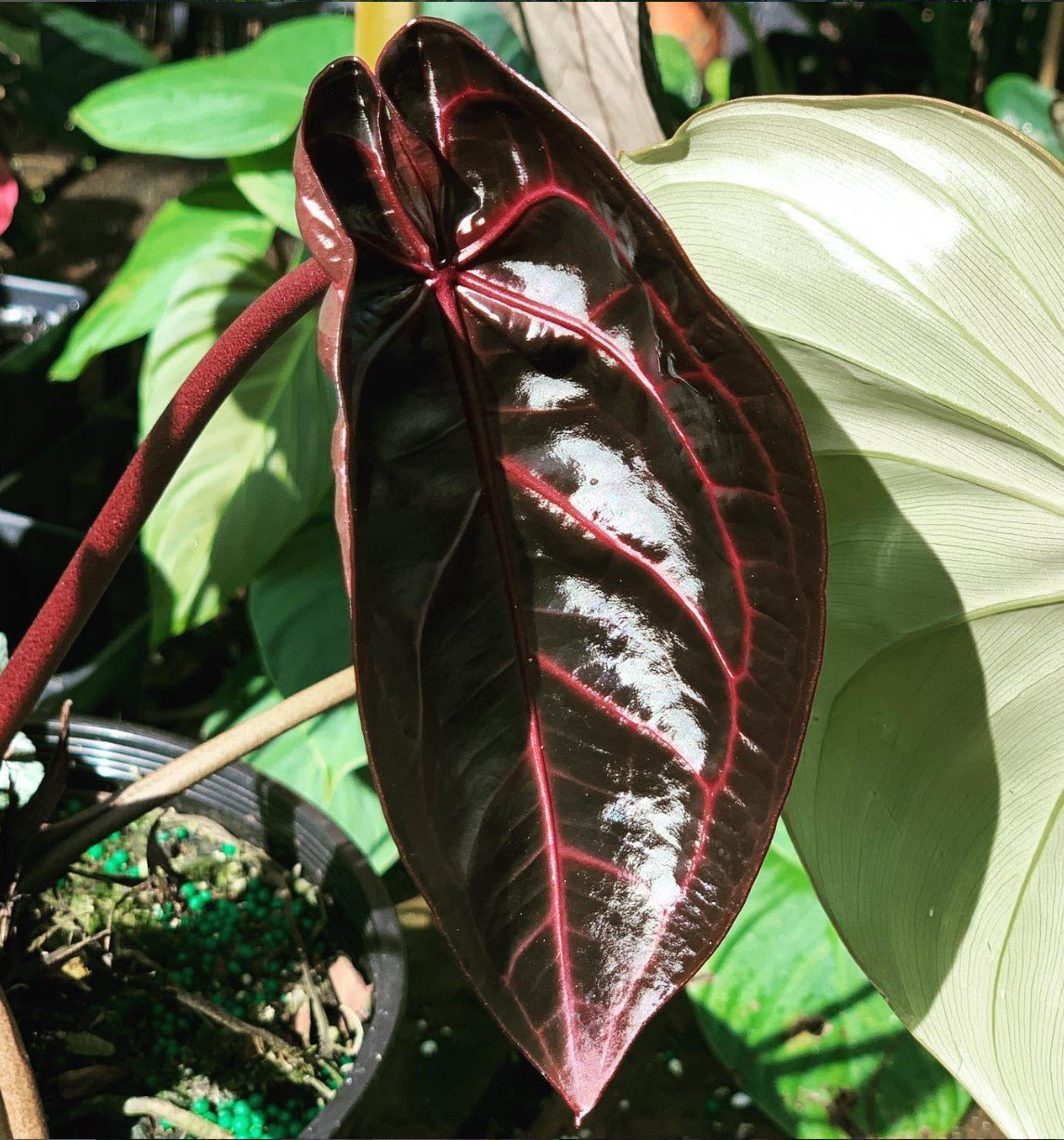 NSE Red Crystal — NSE Tropicals photo 4