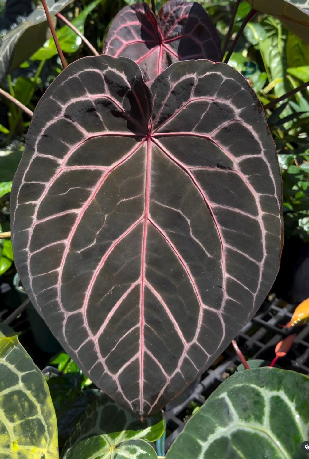 NSE Red Crystal — NSE Tropicals photo 5