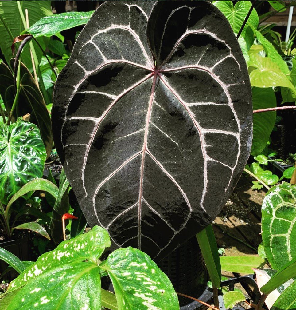 NSE Red Crystal — NSE Tropicals photo 6