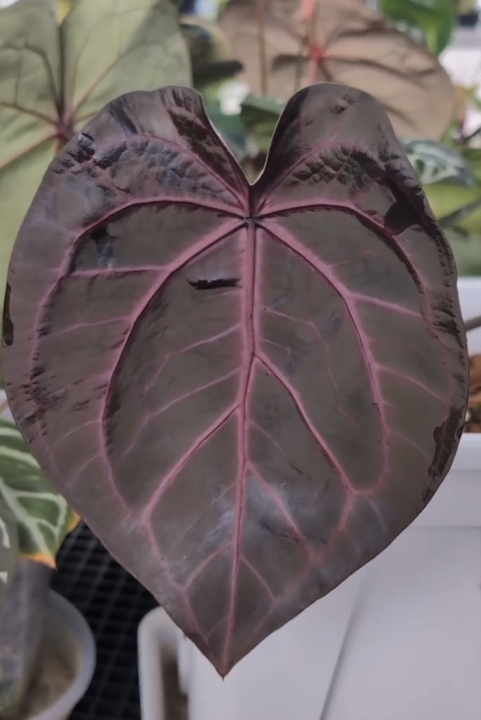 NSE Red Crystal — The Leaf Gallery photo 1
