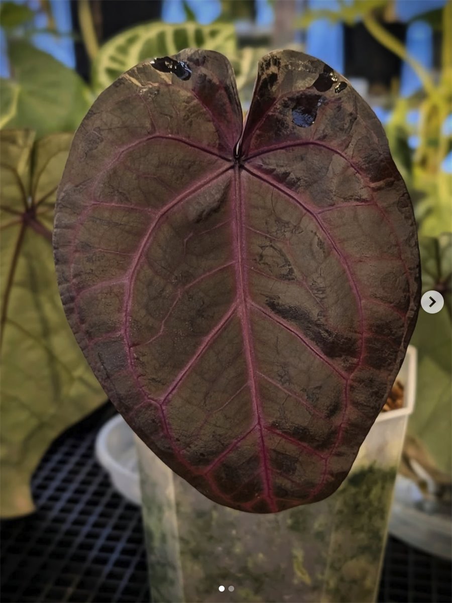 NSE Red Crystal — The Leaf Gallery photo 2