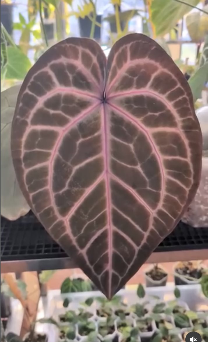 NSE Red Crystal — The Leaf Gallery photo 3