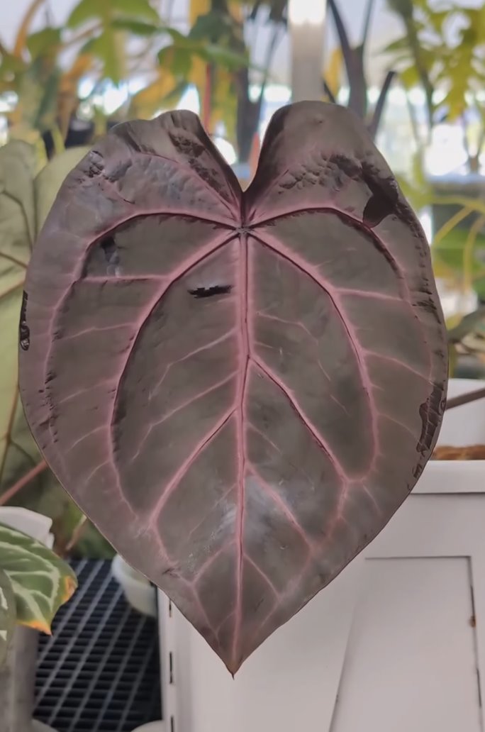 NSE Red Crystal — The Leaf Gallery photo 4