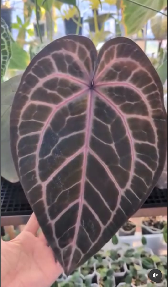 NSE Red Crystal — The Leaf Gallery photo 5