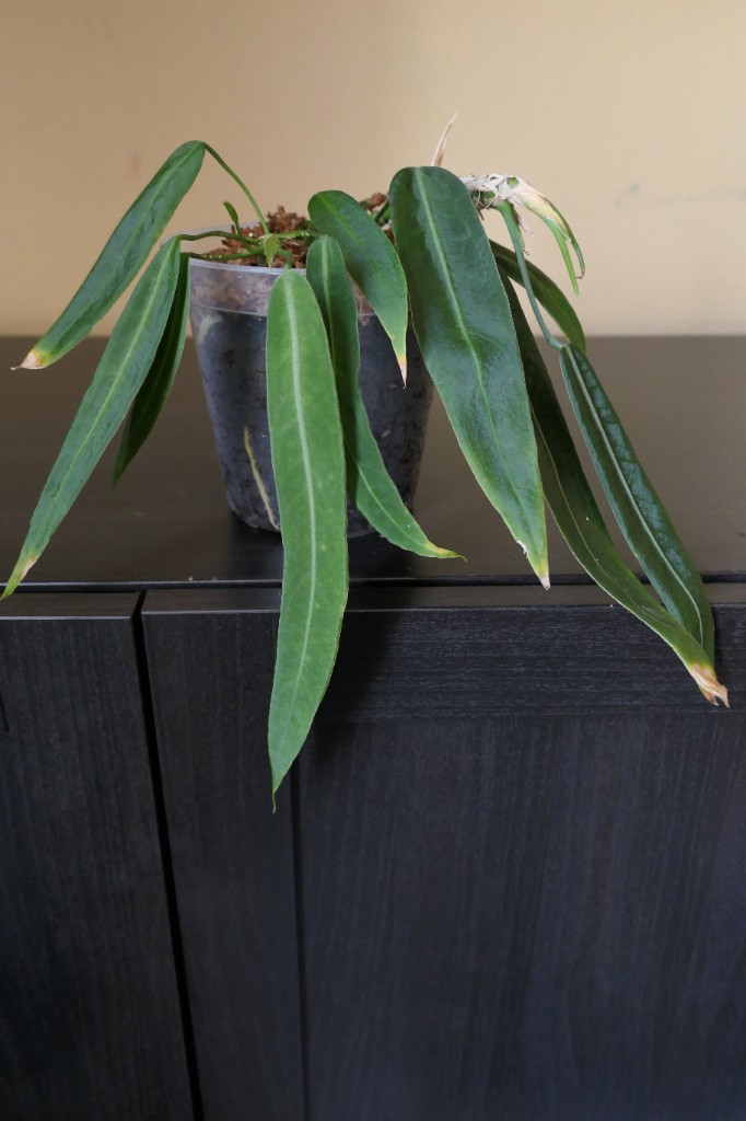Anthurium pallidiflorum — community sample photo 1