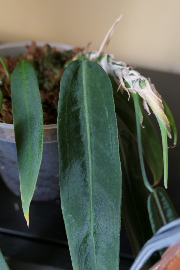 Anthurium pallidiflorum — community sample photo 2