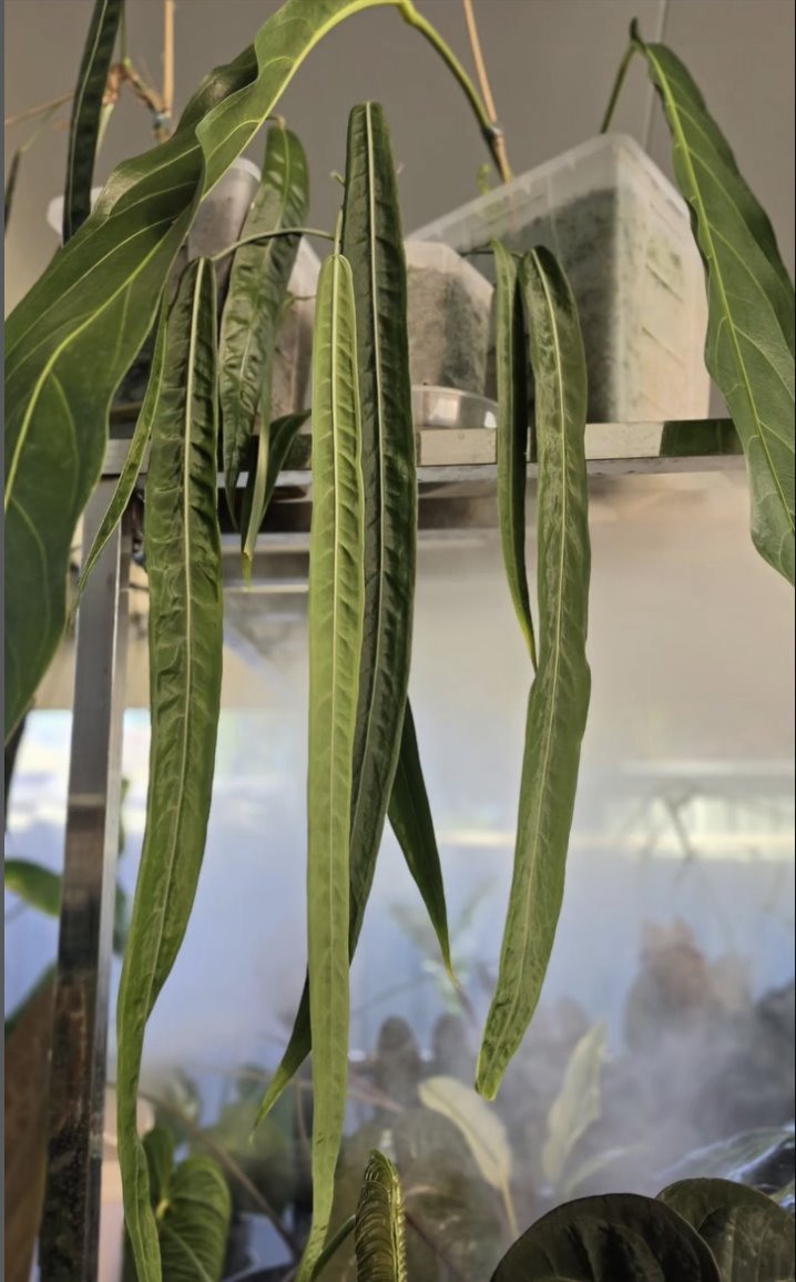 Anthurium pallidiflorum — The Leaf Gallery photo 1