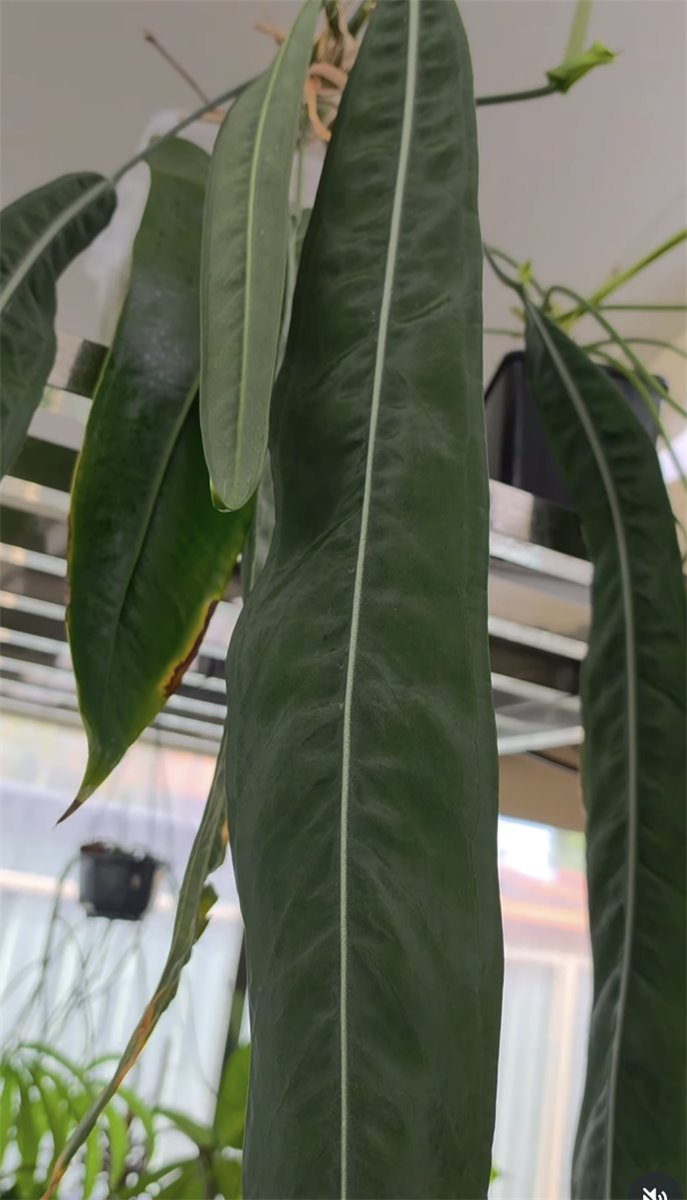 Anthurium pallidiflorum — The Leaf Gallery photo 2
