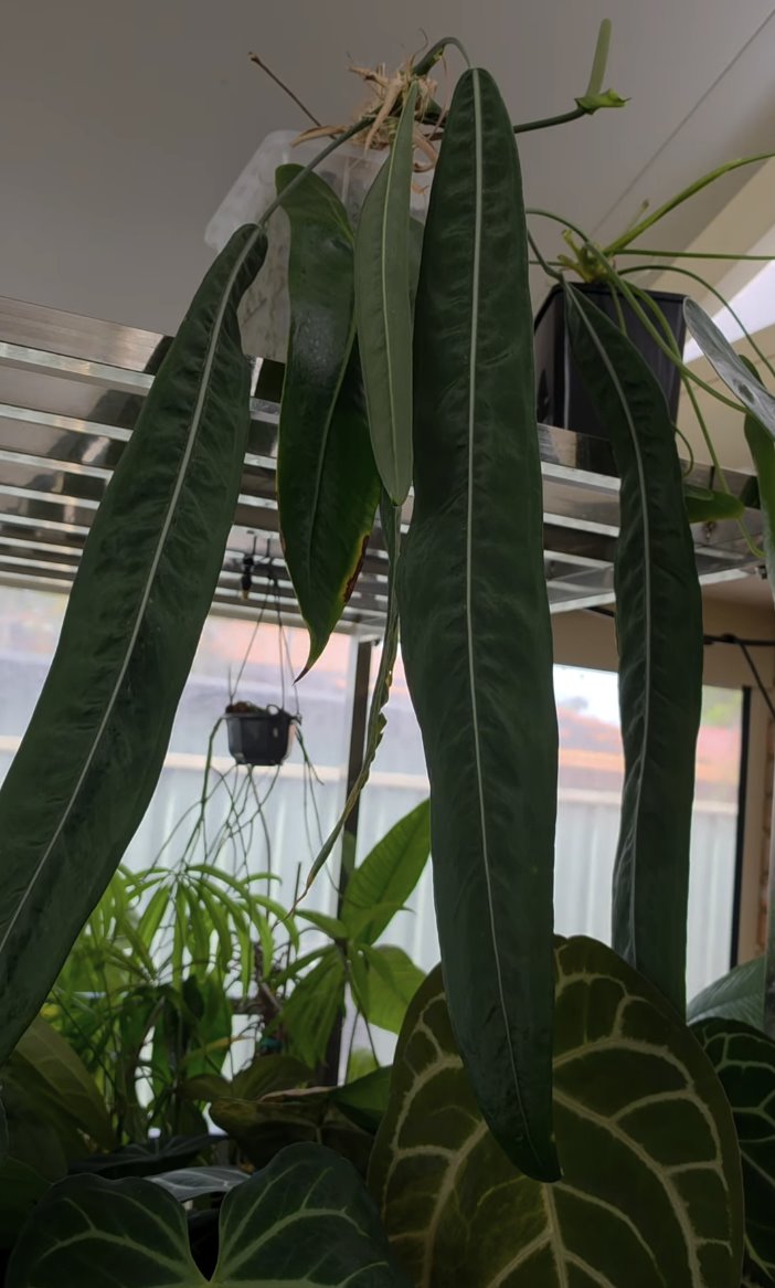 Anthurium pallidiflorum — The Leaf Gallery photo 3
