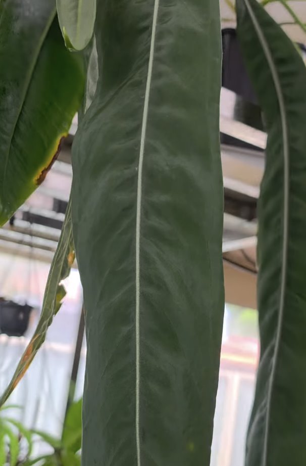 Anthurium pallidiflorum — The Leaf Gallery photo 4