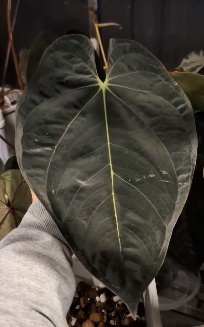 Anthurium papillilaminum Guna Yala — The Leaf Gallery photo 1