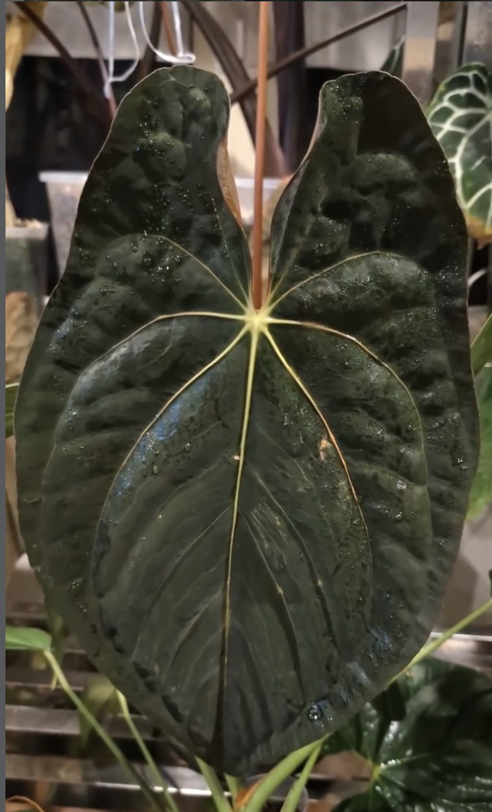 Anthurium papillilaminum Long Bullate — The Leaf Gallery photo 1
